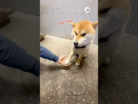 態度と顔に出過ぎ柴犬｜PECO thumbnail