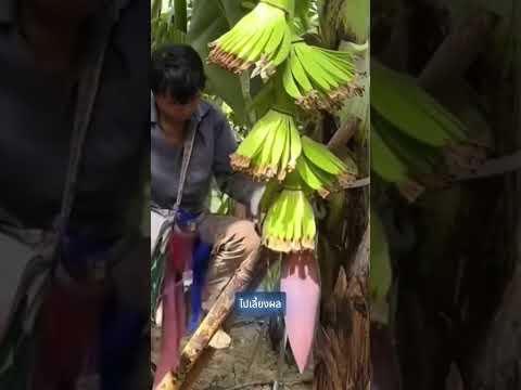 เทคนิคการจัดการเครือกล้วย🍌 ให้ได้ผลผลิตดี #shorts thumbnail
