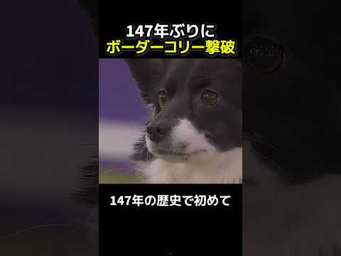 147年ぶりにボーダーコリーに勝ったMIX犬 thumbnail
