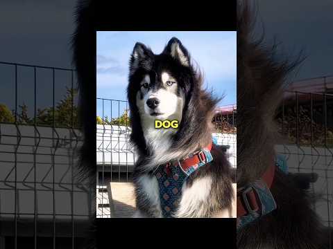 Siberian Husky? thumbnail