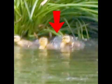 ヒナが魚に引きずられた！危機一髪【カルガモ親子】 thumbnail