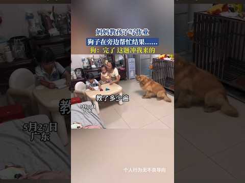 妈妈教孩子写作业，狗子在旁边帮忙结果......狗：完了 这题冲我来的 #萌宠 #万万没想到  thumbnail