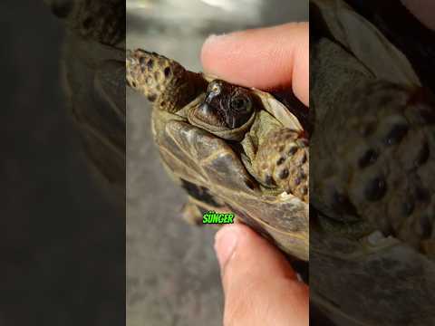 Dünyalar Tatlısı Dostum , Beni Yalnız Bırakma Marullah... #shorts thumbnail