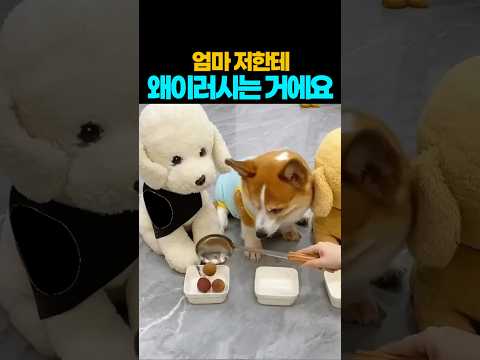 ❤️4000만뷰❤️성깔있네 ㅎㅎ  #강아지 #댕댕이 #애견영상 thumbnail
