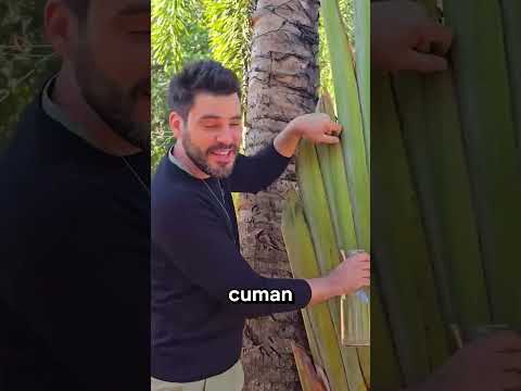 POHON PISANG TAPI BUKAN PISANG⁉️ thumbnail