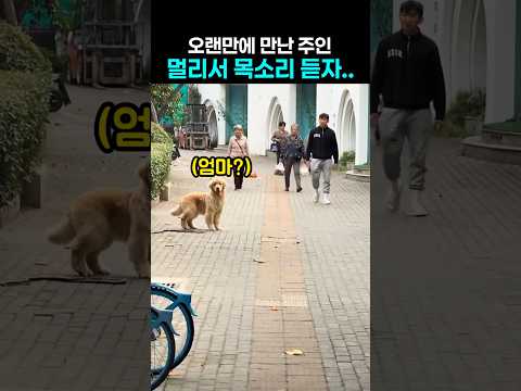 헤어졌던 댕댕이가... 멀리서 주인 목소리를 들었을때 반응 thumbnail