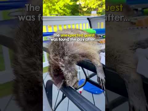 Poor guy, lucky he didn't wake up next to a skunk 😂 thumbnail