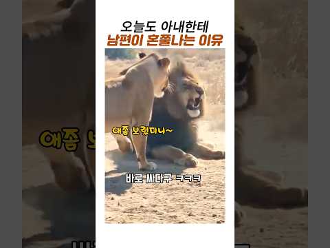 남편사자가 아내사자한테 혼쭐나는 이유#웃긴동물 #사자 가족 thumbnail