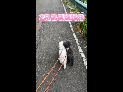 【連狗都有伴】貴賓犬＆馬爾濟斯黏TT散步　甜蜜畫面超級萌～｜#寵物雲 #shorts thumbnail
