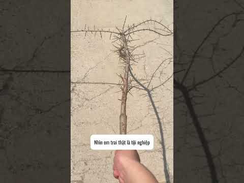 Chắc là em trai sẽ biết ơn tôi lắm thumbnail
