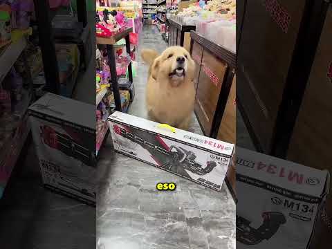 Este Perro Se Llevó De La Tienda Un Juguete Gratis 😲🐶 thumbnail