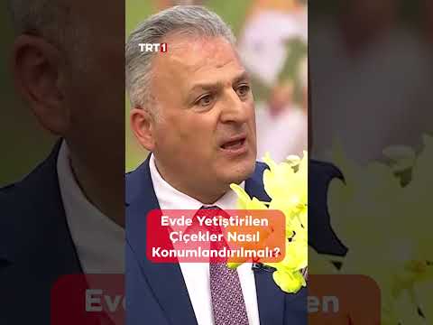 Evde yetiştirdiğimiz bitkileri nasıl konumlandırmalıyız? ?? - #AlişanileHayataGülümse thumbnail