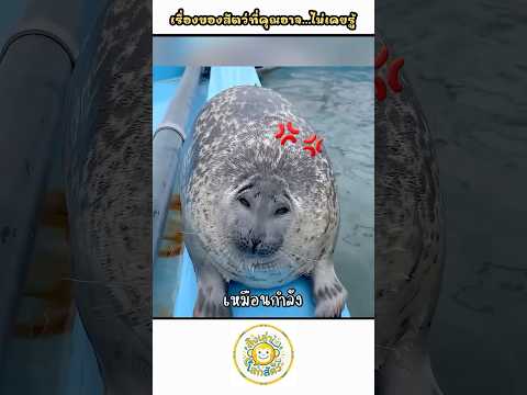 อย่าหลอกแมวน้ำเล่น! #shorts thumbnail
