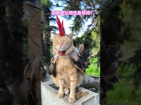 这造型到底是公鸡还是母鸡？ #cat #喵哥是萌新 #貓咪日常 thumbnail