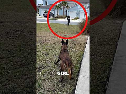 Loyal Dog Waited Patiently for Her… ?❤️ #dog thumbnail
