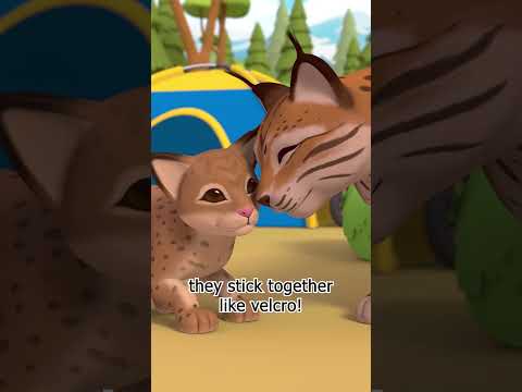The Eurasian lynx stalks its prey! | Leo the Wildlife Ranger #shorts thumbnail