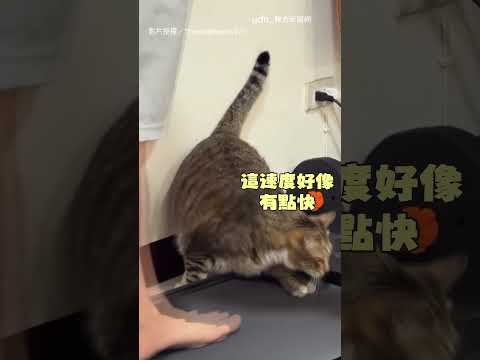 【超自律】哥哥搶走貓咪跑步機 牠一個move奪回寶座｜貓｜跑步機 thumbnail