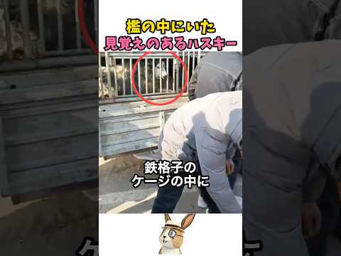 檻の中にいた見覚えのあるハスキー thumbnail