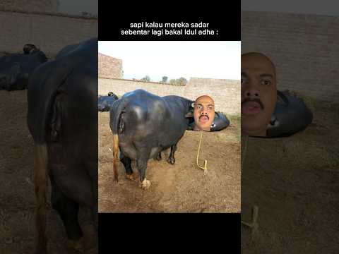 si sapi telat sadar jir🗿 thumbnail