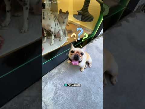 Diusir Istri, Malah Tinggal di Rumah Anjing?! thumbnail