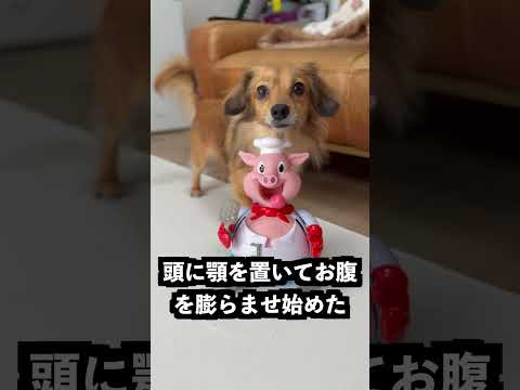 膨らむ豚にポイフル一箱は危険すぎた #犬 #おもちゃ検証 thumbnail