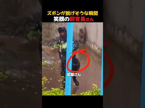 ズボンが脱げそうな瞬間 それでも笑顔の飼育員さん #がんばれパンチ thumbnail