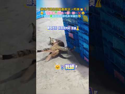 貓咪代碼出現嚴重衝突⚠️致死機?❗ ?：撓癢~舔毛~撓?舔❌… 網友：最後強制舔毛真沒繃住? #cat #cute #funny #shorts #funnyshorts thumbnail