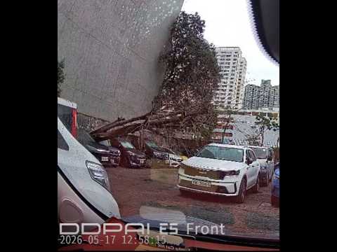 車CAM直擊 - 大樹壓頂 ? 停車場私家車不幸中招 thumbnail