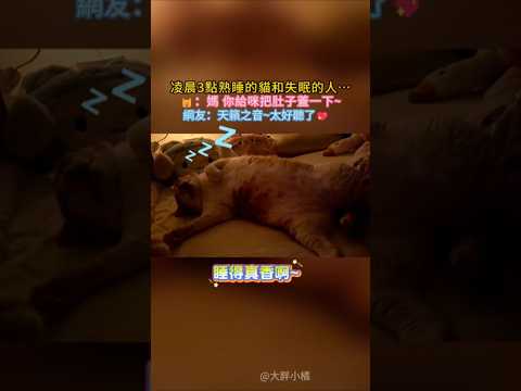 凌晨3點 熟睡的貓和失眠的人🤣 🐱：媽！睡不著的話給咪蓋下肚子💖 網友：天籟之音~好聽😍 #cat #cute #funny #funnyshorts #shorts thumbnail
