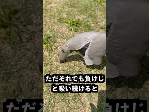 アリクイイーターでアリの巣吸ったら大変なことになった！ thumbnail