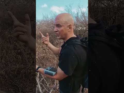 Perdidos en la sabana de Tanzania 🐆 #shorts thumbnail