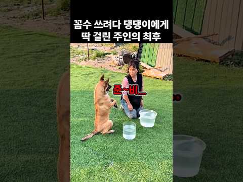 엄마의 꼼수를 알아챈 댕댕이의 반응. 개똑똑해 thumbnail