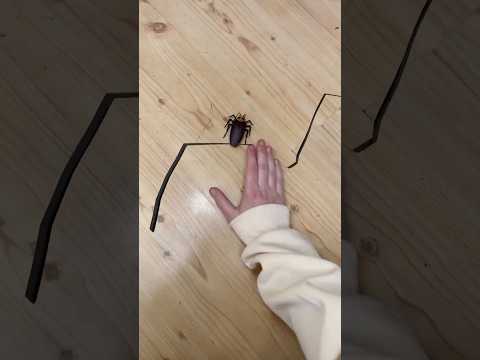 Don't Try to Catch a Bug?? thumbnail