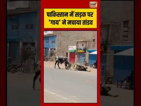 Pakistan Cow Attack | पाकिस्तान में सड़क पर 'गाय' ने मचाया तांडव #viralvideo #viralshorts #viralnews thumbnail