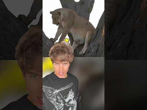 La leona iba a dar a luz en el árbol thumbnail