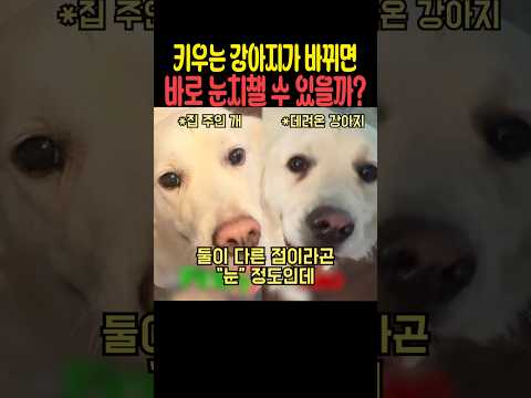 키우는 강아지가 바뀌면 바로 눈치챌 수 있을까 thumbnail