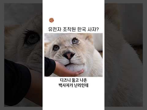 유전자 조작된 한국 사자? thumbnail