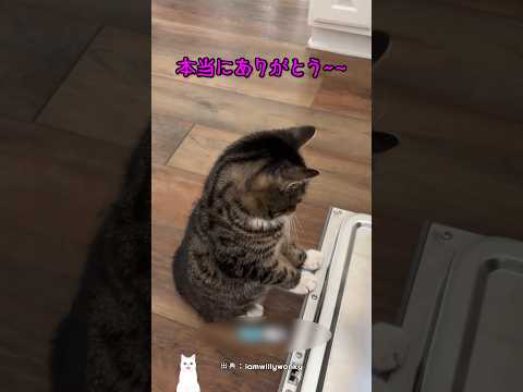 飼い主を手伝う親孝行な猫 thumbnail