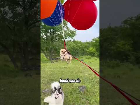 Dit kleine hondje krijgt eindelijk de aandacht♥️ thumbnail