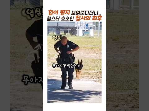 힙스터 호소인 집사의 최후🕺🐕‍🦺🤭 #동물 #강아지 thumbnail