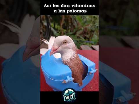 Así medican a las palomas de forma segura #pigeon #animales thumbnail