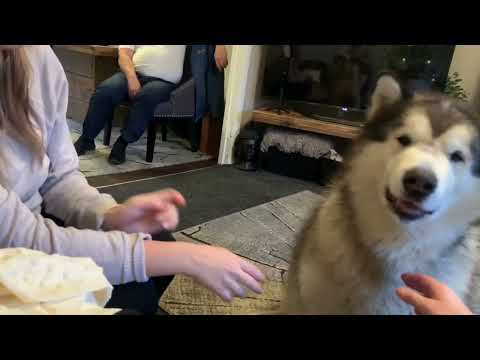 Don’t Woof!  thumbnail
