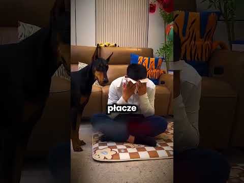 Pies kocha swoją właścicielkę, ale właściciela już chyba nie :( thumbnail