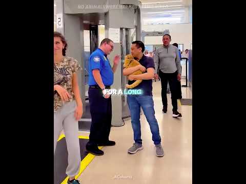 These cats were actually quieter than babies on the flight. 🤫 #usa#shorts thumbnail