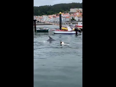 Así jugaba 'Manoliño', el delfín solitario, con un perro en el mar en las costas de A Coruña thumbnail