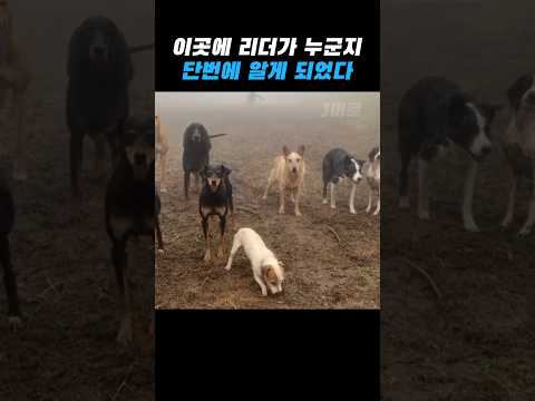 보법 자체가 다른 개 리더의 자세 thumbnail