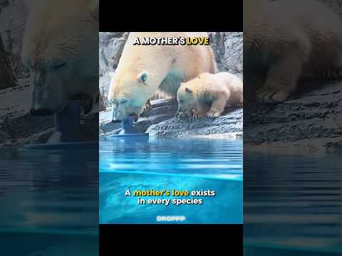 A Mother’s Love Is Universal ❤️🐾 thumbnail