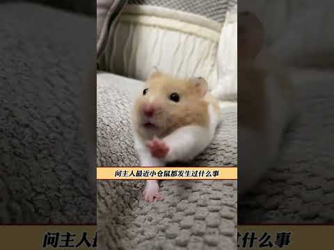 仓鼠：我求你了 这事你别说出去漾银笑幻 #万万没想到 #搞笑 #仓鼠 #反转 thumbnail