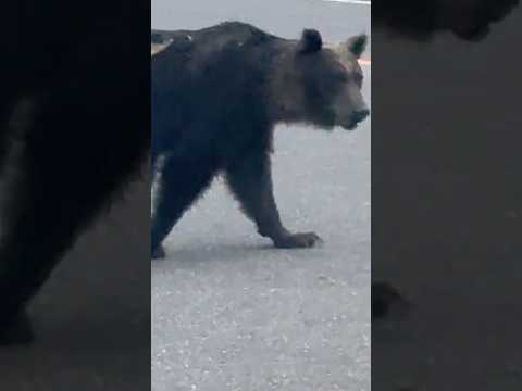 知床羅臼岳でヒグマに遭遇… thumbnail