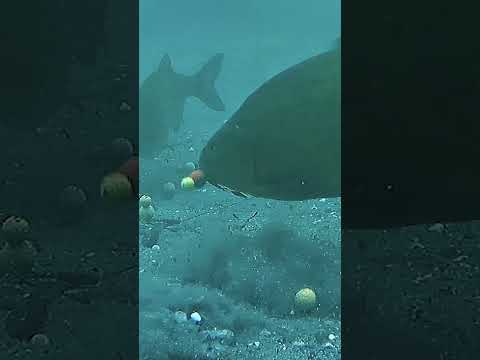 How did this get loose? thumbnail